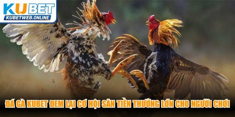 Đá gà Kubet đem lại cơ hội săn tiền thưởng lớn cho người chơi