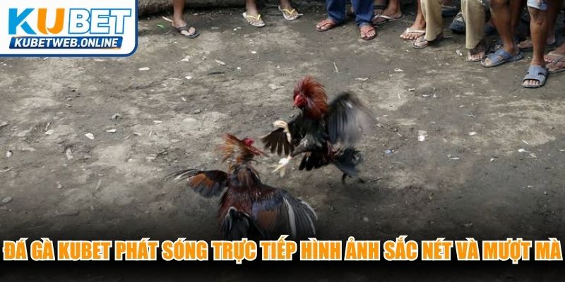Đá gà Kubet phát sóng trực tiếp hình ảnh sắc nét và mượt mà