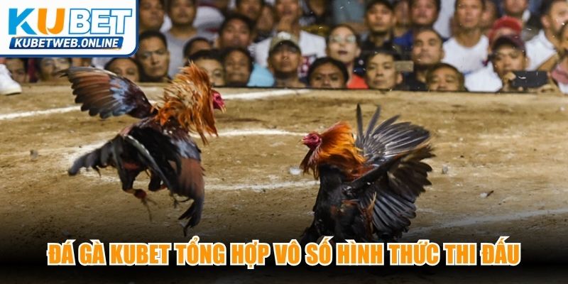 Đá gà Kubet tổng hợp vô số hình thức thi đấu bùng nổ mãn nhãn